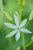 SILVER STREET FARM, DEVON: MAY, SPRING, COUNTRY, GARDEN,