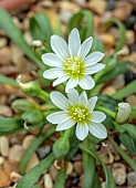 SPRING, MAY, PERENNIALS, WHITE FLOWERS, BLOOMS OF LEWISIA NEVADENSIS, DECIDUOUS