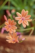 SPRING, MAY, PERENNIALS, ORANGE FLOWERS, BLOOMS OF LEWISIA TREVOSIA, BITTERROOT, ALPINE, DROUGHT TOLERANT