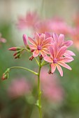 SPRING, MAY, PERENNIALS, ORANGE, PINK FLOWERS, BLOOMS OF LEWISIA GEORGE HENLEY, ALPINES