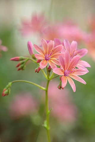 SPRING_MAY_PERENNIALS_ORANGE_PINK_FLOWERS_BLOOMS_OF_LEWISIA_GEORGE_HENLEY_ALPINES