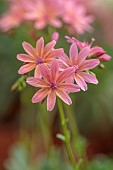 SPRING, MAY, PERENNIALS, ORANGE, PINK FLOWERS, BLOOMS OF LEWISIA GEORGE HENLEY, ALPINES