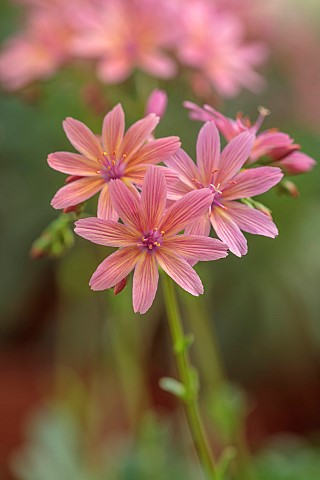 SPRING_MAY_PERENNIALS_ORANGE_PINK_FLOWERS_BLOOMS_OF_LEWISIA_GEORGE_HENLEY_ALPINES