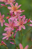 SPRING, MAY, PERENNIALS, ORANGE, PINK FLOWERS, BLOOMS OF LEWISIA GEORGE HENLEY, ALPINES