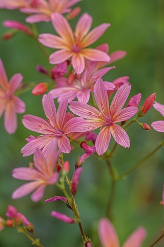 SPRING_MAY_PERENNIALS_ORANGE_PINK_FLOWERS_BLOOMS_OF_LEWISIA_GEORGE_HENLEY_ALPINES