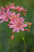 SPRING, MAY, PERENNIALS, ORANGE, PINK FLOWERS, BLOOMS OF LEWISIA GEORGE HENLEY, ALPINES