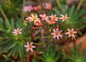 SPRING, MAY, PERENNIALS, ORANGE FLOWERS, BLOOMS OF LEWISIA GEORGE HENLEY