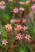 SPRING, MAY, PERENNIALS, ORANGE FLOWERS, BLOOMS OF LEWISIA GEORGE HENLEY