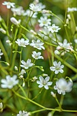 SPRING, MAY, PERENNIALS, WHITE FLOWERS, BLOOMS OF LEWISIA LEEANA ALBA