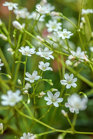 SPRING_MAY_PERENNIALS_WHITE_FLOWERS_BLOOMS_OF_LEWISIA_LEEANA_ALBA