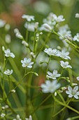 SPRING, MAY, PERENNIALS, WHITE FLOWERS, BLOOMS OF LEWISIA LEEANA ALBA