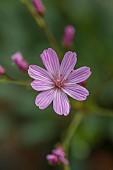 SPRING, MAY, PERENNIALS, PINK FLOWERS, BLOOMS OF LEWISIA COLUMBIANA HYBRID