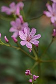 SPRING, MAY, PERENNIALS, PINK FLOWERS, BLOOMS OF LEWISIA COLUMBIANA HYBRID