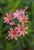 SPRING, MAY, PERENNIALS, ORANGE, PINK  FLOWERS, BLOOMS OF LEWISIA GEORGE HENLEY