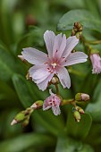 SPRING, MAY, PERENNIALS, PALE PINK FLOWERS, BLOOMS OF LEWISIA ASHWOOD PEARL