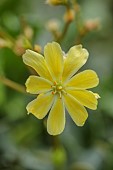 SPRING, MAY, PERENNIALS, YELLOW FLOWERS, BLOOMS OF LEWISIA COTYLEDON CARROLL WATSON, CARROL