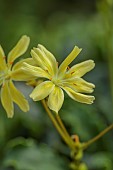 SPRING, MAY, PERENNIALS, YELLOW FLOWERS, BLOOMS OF LEWISIA COTYLEDON CARROLL WATSON, CARROL