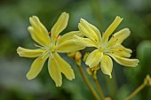 SPRING, MAY, PERENNIALS, YELLOW FLOWERS, BLOOMS OF LEWISIA COTYLEDON CARROLL WATSON, CARROL