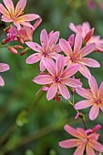 SPRING, MAY, PERENNIALS, ORANGE FLOWERS, BLOOMS OF LEWISIA GEORGE HENLEY