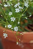 SPRING, MAY, PERENNIALS, WHITE FLOWERS, BLOOMS OF LEWISIA LEEANA ALBA