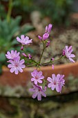 SPRING, MAY, PERENNIALS, PINK FLOWERS, BLOOMS OF LEWISIA COLUMBIANA HYBRID