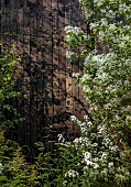 CHELSEA 2024 DESIGNER HARRY HOLDING: WHITE FLOWERS, BLOOMS OF CHIONANTHUS RETUSUS, CHINESE FRINGE TREE, BLACK CHARRED WOODEN FENCE