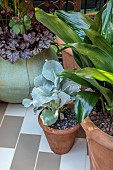 CHELSEA 2024 LA MIA VENEZIA GARDEN, DESIGNER MICHELA TRINCA, KATE GOULD