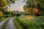 CAISSON GARDEN, SOMERSET: SUNRISE, MAIN DRIVE, LANE, WHITE CAMASSIAS, CAMASSIA LEICHTLINII ALBA, CLIPPED TOPIARY