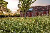 CAISSON GARDEN, SOMERSET: SUNRISE, MAIN DRIVE, LANE, WHITE CAMASSIAS, CAMASSIA LEICHTLINII ALBA, CLIPPED TOPIARY, OUTBUILDING