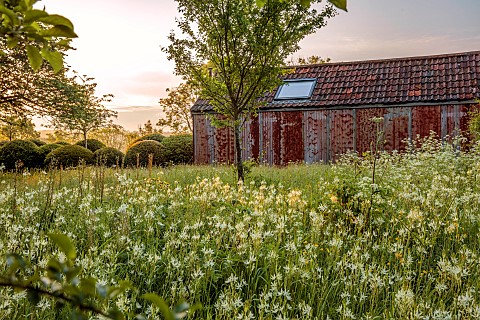 CAISSON_GARDEN_SOMERSET_SUNRISE_MAIN_DRIVE_LANE_WHITE_CAMASSIAS_CAMASSIA_LEICHTLINII_ALBA_CLIPPED_TO