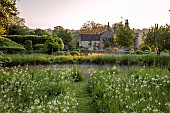 CAISSON GARDEN, SOMERSET: SUNRISE, GRASS PATH, MEADOW, WHITE CAMASSIAS, CAMASSIA LEICHTLINII ALBA, CLIPPED TOPIARY