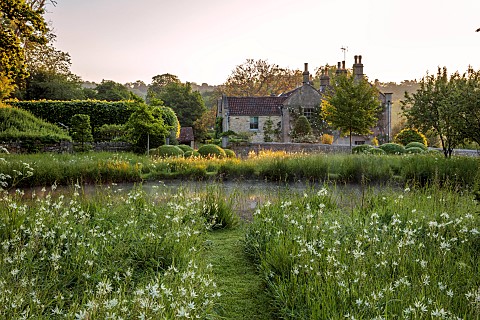 CAISSON_GARDEN_SOMERSET_SUNRISE_GRASS_PATH_MEADOW_WHITE_CAMASSIAS_CAMASSIA_LEICHTLINII_ALBA_CLIPPED_