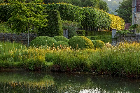 CAISSON_GARDEN_SOMERSET_SUNRISE_WHITE_CAMASSIAS_CAMASSIA_LEICHTLINII_ALBA_CLIPPED_TOPIARY_POO0L_POND