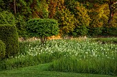 CAISSON GARDEN, SOMERSET: MEADOW, CLIPPED TOPIARY, WHITE FLOWERS, BLOOMS OF CAMASSIA LEICHTLINII ALBA, GRASS, PATHS