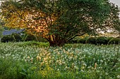 CAISSON GARDEN, SOMERSET: MEADOW, WHITE FLOWERS, BLOOMS OF CAMASSIA LEICHTLINII ALBA