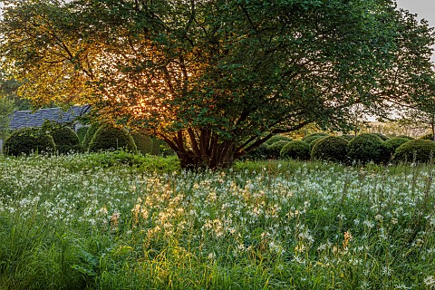 CAISSON_GARDEN_SOMERSET_MEADOW_WHITE_FLOWERS_BLOOMS_OF_CAMASSIA_LEICHTLINII_ALBA
