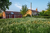 CAISSON GARDEN, SOMERSET: MEADOW, WHITE FLOWERS, BLOOMS OF CAMASSIA LEICHTLINII ALBA, OUTBUILDINGS