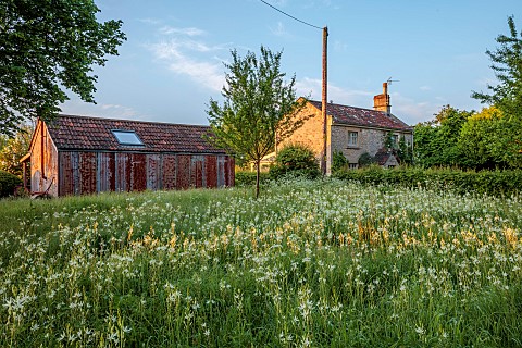 CAISSON_GARDEN_SOMERSET_MEADOW_WHITE_FLOWERS_BLOOMS_OF_CAMASSIA_LEICHTLINII_ALBA_OUTBUILDINGS