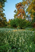 CAISSON GARDEN, SOMERSET: MEADOW, WHITE FLOWERS, BLOOMS OF CAMASSIA LEICHTLINII ALBA