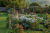 CAISSON GARDEN, SOMERSET: WALLED GARDEN, KITCHEN GARDEN, VEGETABLES, FRUIT, STEPOVER, HAZEL PLANT STRUCTURES, FOXGLOVES, FENNEL, PHACELIA, HESPERIS MATRONALIS VAR. ALBIFLORA