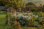 CAISSON GARDEN, SOMERSET: WALLED GARDEN, KITCHEN GARDEN, VEGETABLES, FRUIT, STEPOVER, HAZEL PLANT STRUCTURES, FOXGLOVES, FENNEL, PHACELIA, HESPERIS MATRONALIS VAR. ALBIFLORA