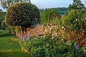 CAISSON GARDEN, SOMERSET: BORDER, QUERCUS ILEX, TOPIARY, TREE, IRIS JANE PHILLIPS, ALLIUM MOUNT EVERESTE, ROSA WINCHESTER CATHEDRAL, ROSA CLAIRE AUSTIN, POLYGONATUM, CENTRANTHUS