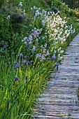 CAISSON GARDEN, SOMERSET: THE POUND, DECKING, HESPERIS MATRONALIS VAR. ALBIFLORA, IRISES