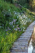 CAISSON GARDEN, SOMERSET: THE POUND, DECKING, HESPERIS MATRONALIS VAR. ALBIFLORA, IRISES, POOL, WATER, POND