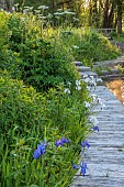 CAISSON GARDEN, SOMERSET: THE POUND, DECKING, HESPERIS MATRONALIS VAR. ALBIFLORA, IRISES, POOL, WATER, POND