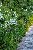 CAISSON GARDEN, SOMERSET: THE POUND, DECKING, HESPERIS MATRONALIS VAR. ALBIFLORA, IRISES