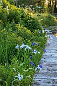 CAISSON GARDEN, SOMERSET: THE POUND, DECKING, HESPERIS MATRONALIS VAR. ALBIFLORA, IRISES, POOL, WATER, POND