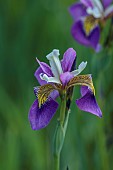 CAISSON GARDEN, SOMERSET: PURPLE, YELLOW, BLUE FLOWERS, BLOOMS OF IRIS VERSICOLOUR REGAL SURPRISE, BULBS, PERENNIALS