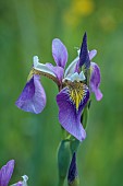 CAISSON GARDEN, SOMERSET: PURPLE, YELLOW, BLUE FLOWERS, BLOOMS OF IRIS VERSICOLOUR REGAL SURPRISE, BULBS, PERENNIALS
