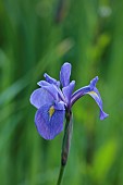 CAISSON GARDEN, SOMERSET: YELLOW, BLUE FLOWERS, BLOOMS OF IRIS SIBIRICA TAMBERG, BULBS, PERENNIALS